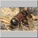 Smicromyrme rufipes - Rotbeinige Spinnenameise w14a 6-7mm Sandgrube Niedringhaussee.jpg